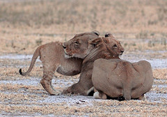 Lioness & Cub, Nxai Pan, Botswana
