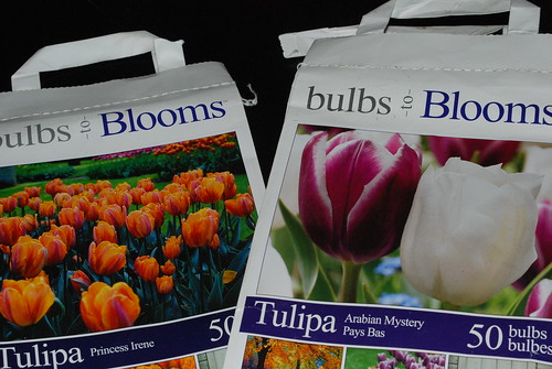 100 tulips