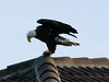 Bald Eagle 5-20101113