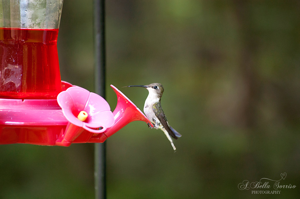 hummingbirds 08