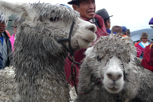 Alpacas - Thursday Market - Guamote, Ecuador