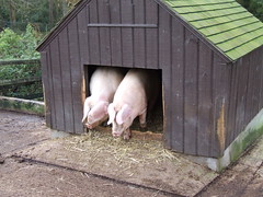 Tilgate Park - Pigs