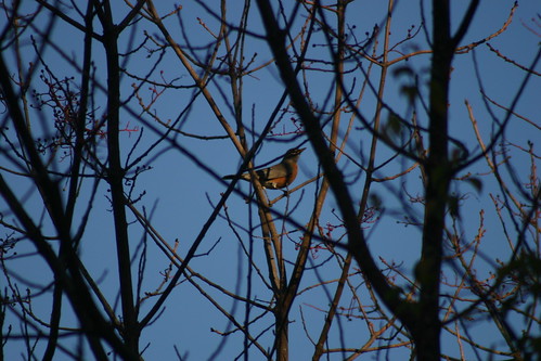 11 24 10 birds American Robin