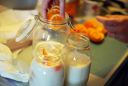 making orange milk liqueurs!