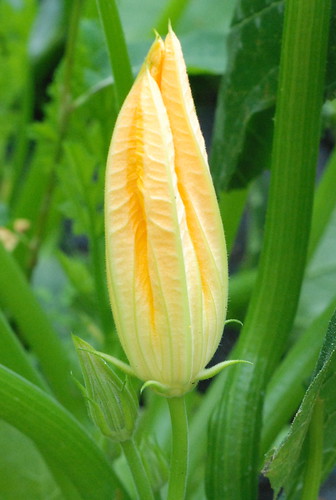isane suvikõrvitsaõis/male zucchini flower