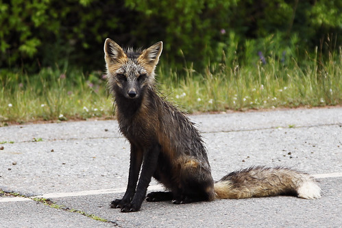red fox sitting. Wet Red Fox. Sitting on the