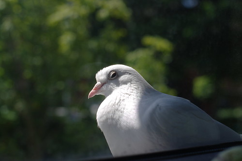 white dove outside my window