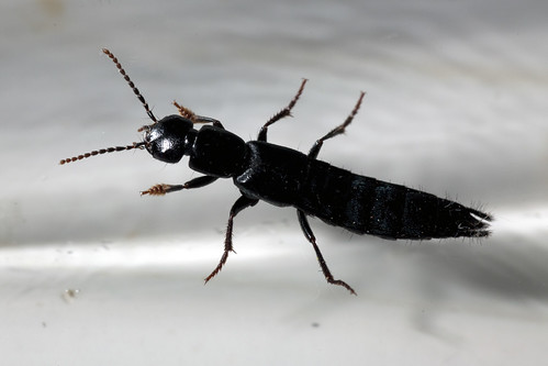 Rove Beetle (Tasgius melanarius)