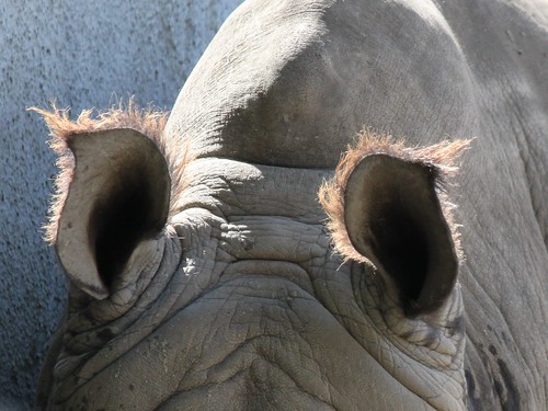 Hippo Ears