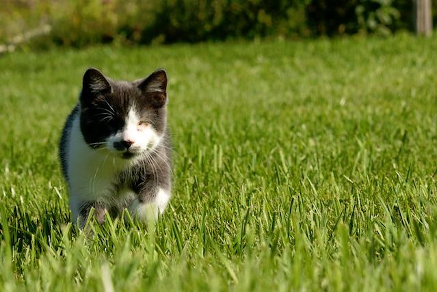 cute blind kitten gray cat walking on grass