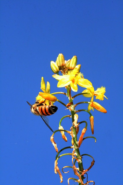 A Bee on Yellow Flowers