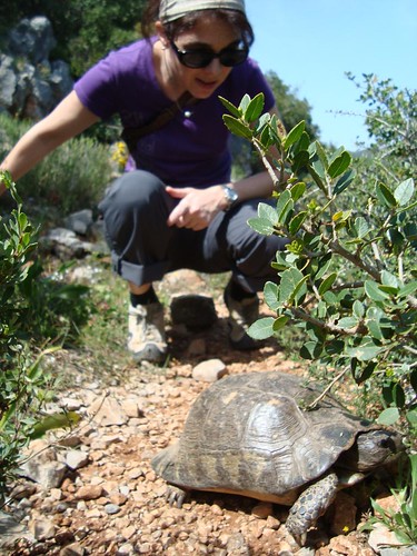 Turtle bei Fokiano - Peloponnes