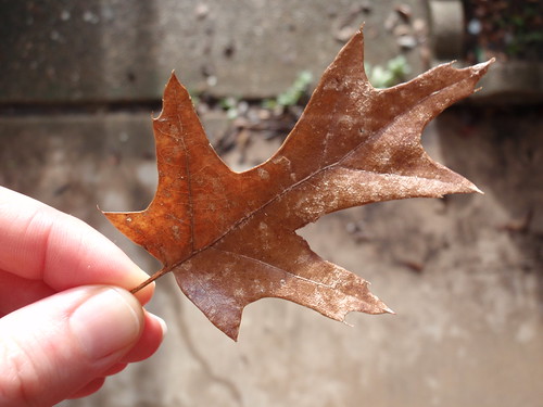 A Leaf in Hand