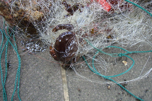 活生生的螃蟹卻被魚網綁住，困頓在原地。（不過放心，這隻螃蟹身上的漁網已被志工解除，圖：陳玄州提供）