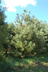 Ponderosa Pine w/ Huge Needles <a style="margin-left:10px; font-size:0.8em;" href="http://www.flickr.com/photos/91915217@N00/4997189437/" target="_blank">@flickr</a>