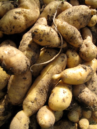 Aardappel (algemeen)