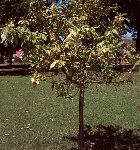 Young Apple Tree