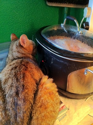 Iggy keeps warm beside the slow cooker
