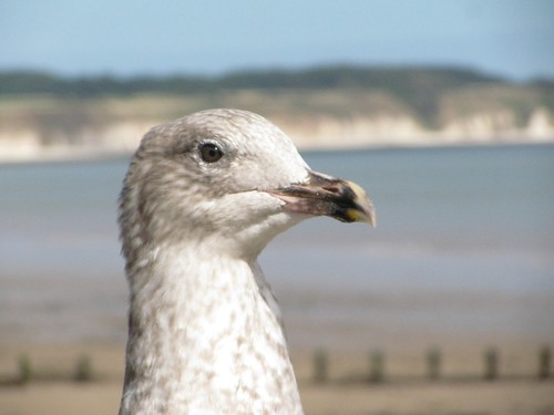 Bridlington Seagull