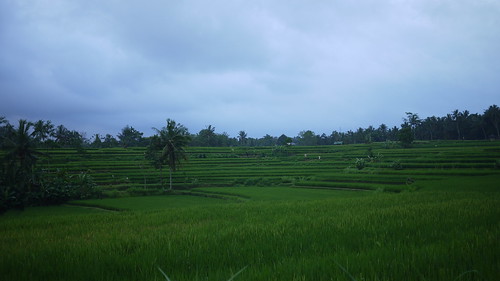Balinese rice paddies outside of Ubud
