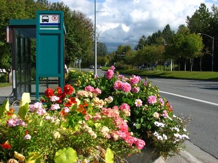 landscaping at bus stop (by: municipality of Anchorage)