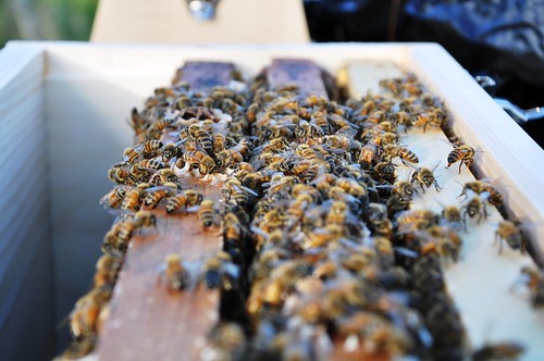 Bees in observation hive
