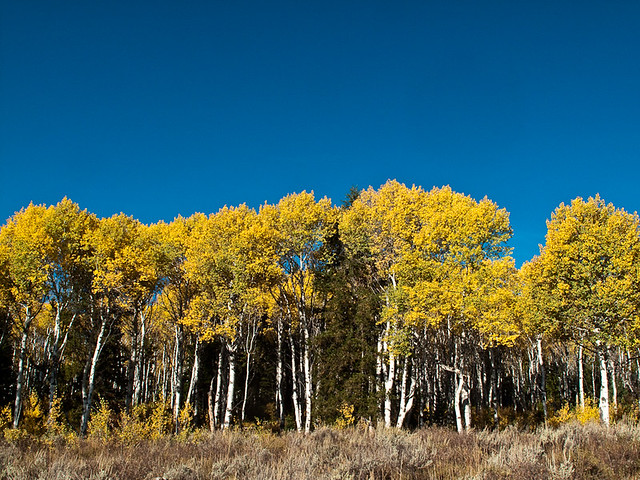 Aspens at their Finest