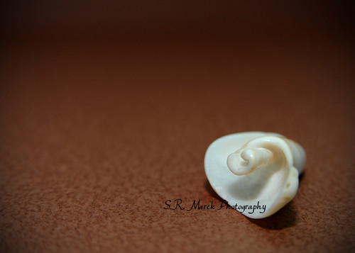 shell 