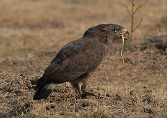 Western Banded Snake Eagle #4
