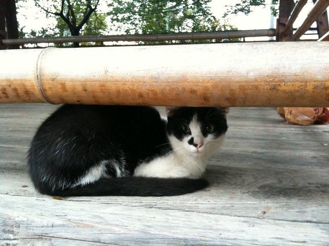 Today's Cat@2010-10-09