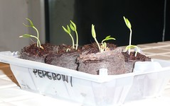 pepper sprouts