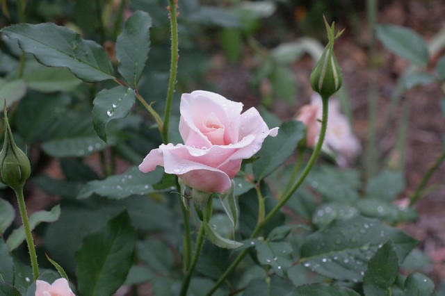Rosebud after Rain