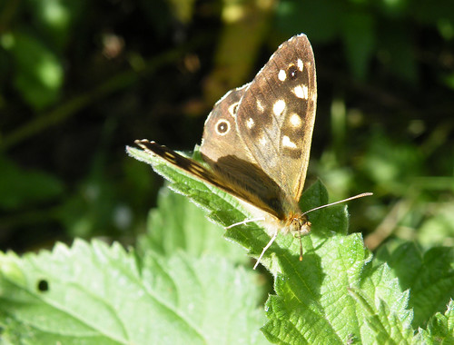 speckled wood partially open wing