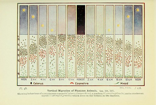 Vertical Migration of Plankton Animals