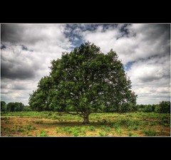 The Hothfield Oak 