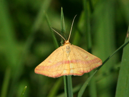 Chickweed Geometer Moth 20100830