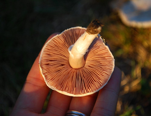 Mistery Mushrooms 2