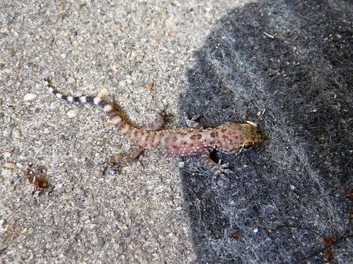 Agressive Little Gecko
