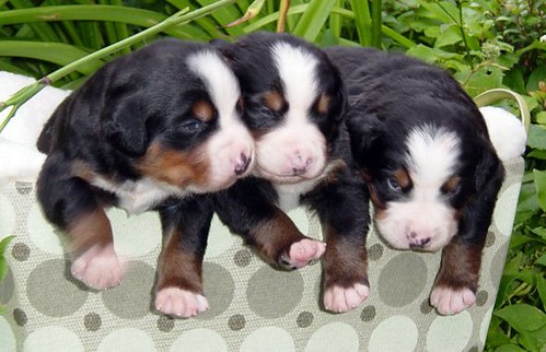 Star's pups