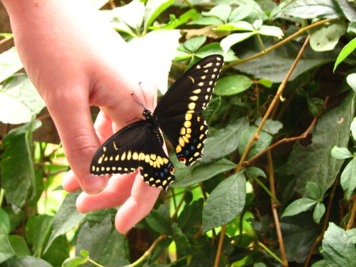 releasing the butterfly