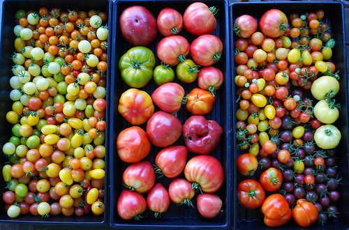 Fall Tomato Harvest