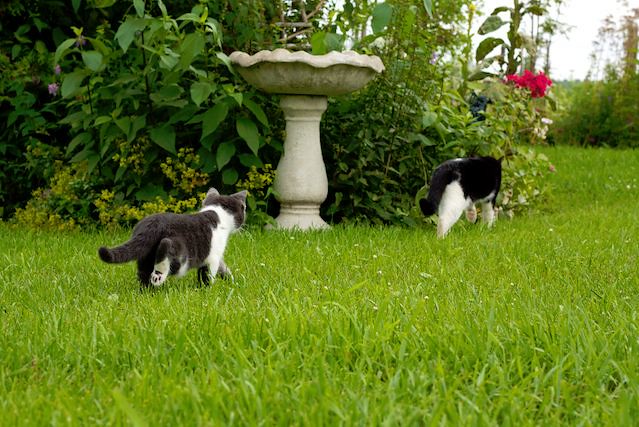cute kittens playing in the garden