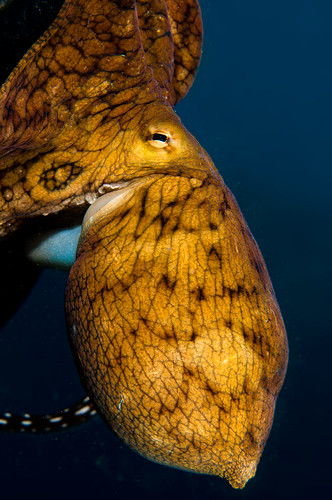 Day Octopus (Octous cyanea)