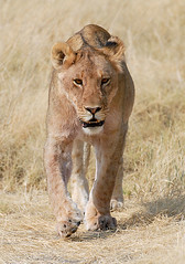 Lioness Stalking 1, Etosha