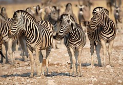 Zebras, Etosha