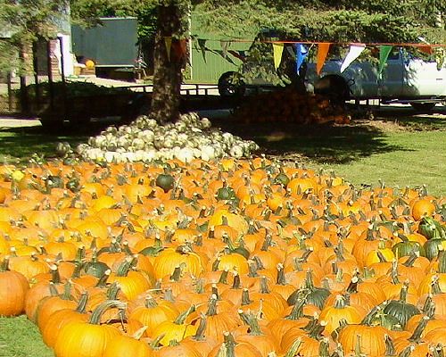Pumpkins at Blazers