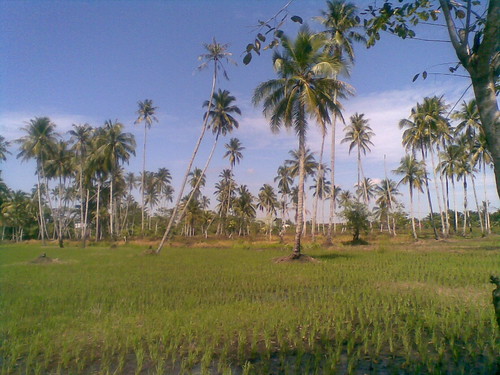 padang sawah + pohon kelapa