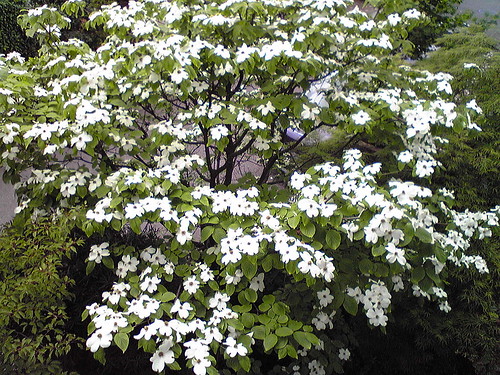 庭の花水木 08.5.4 by Poran111