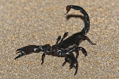 emperor scorpion or imperial scorpion (P by mikebaird, on Flickr