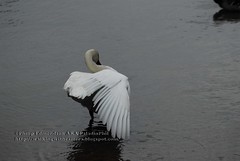 Stretching Swan